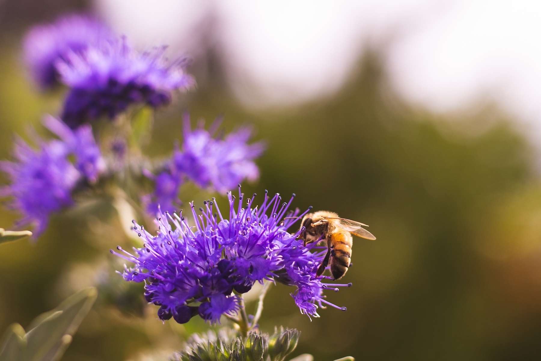 Bee on purple flower