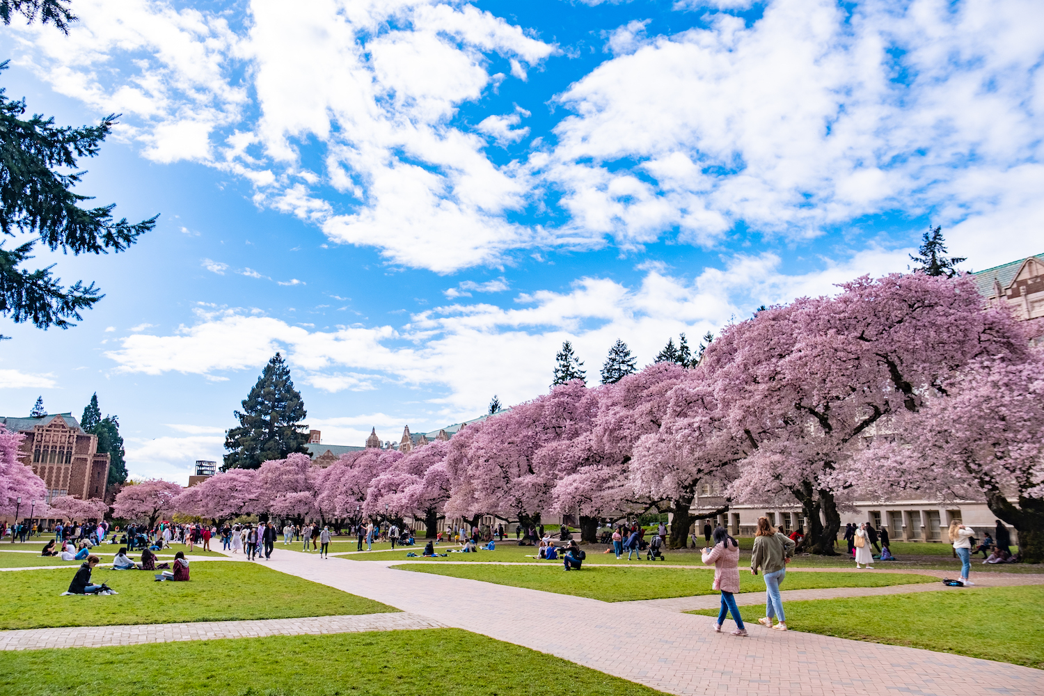 University of Washington Quad with cherry blossom trees all in bloom